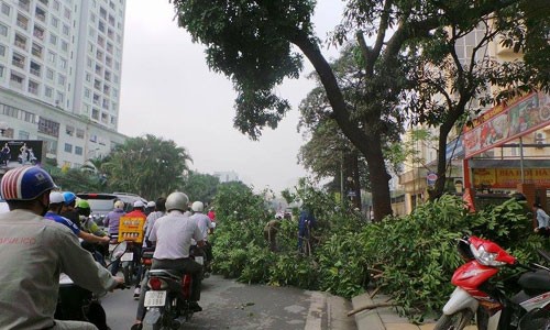 Vụ chạt 6.700 cay xanh: Cay vang tam khong phù hop do thi-Hinh-2